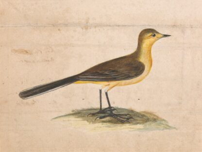 A Yellow Wagtail by Thomas Atwood