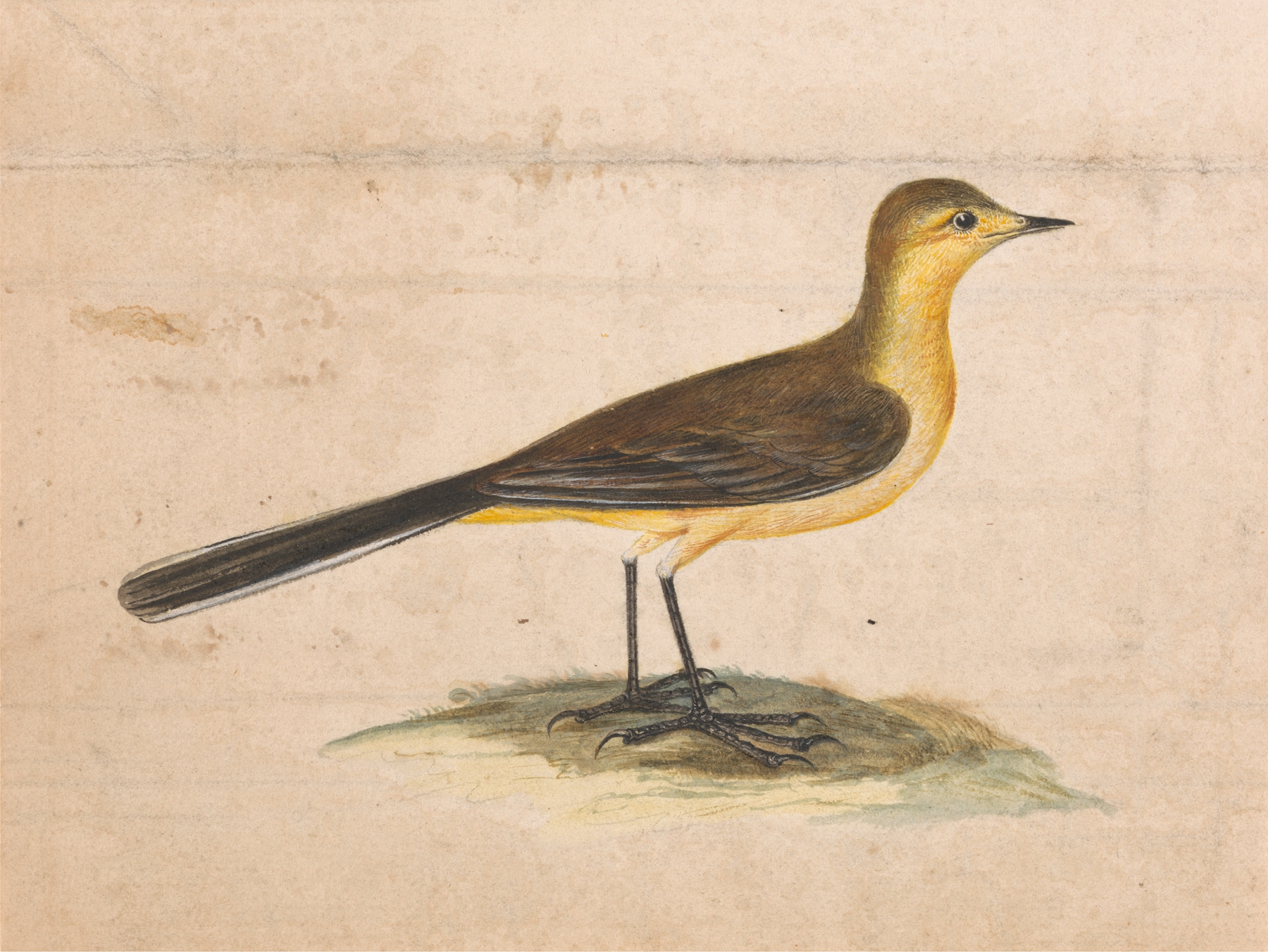 A Yellow Wagtail by Thomas Atwood