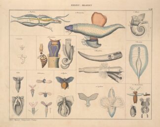 Abbildungen zu Oken’s Allgemeiner Naturgeschichte für alle Stände Pl.071 by Lorenz Oken