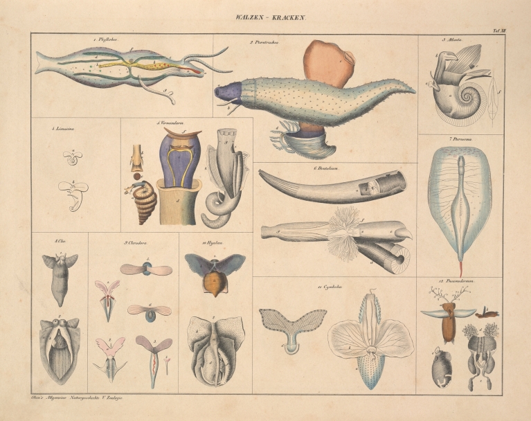 Abbildungen zu Oken’s Allgemeiner Naturgeschichte für alle Stände Pl.071 by Lorenz Oken