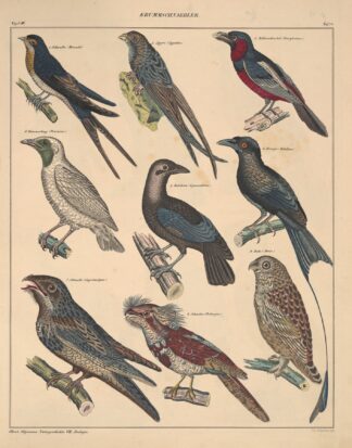 Abbildungen zu Oken’s Allgemeiner Naturgeschichte für alle Stände Pl.120 by Lorenz Oken