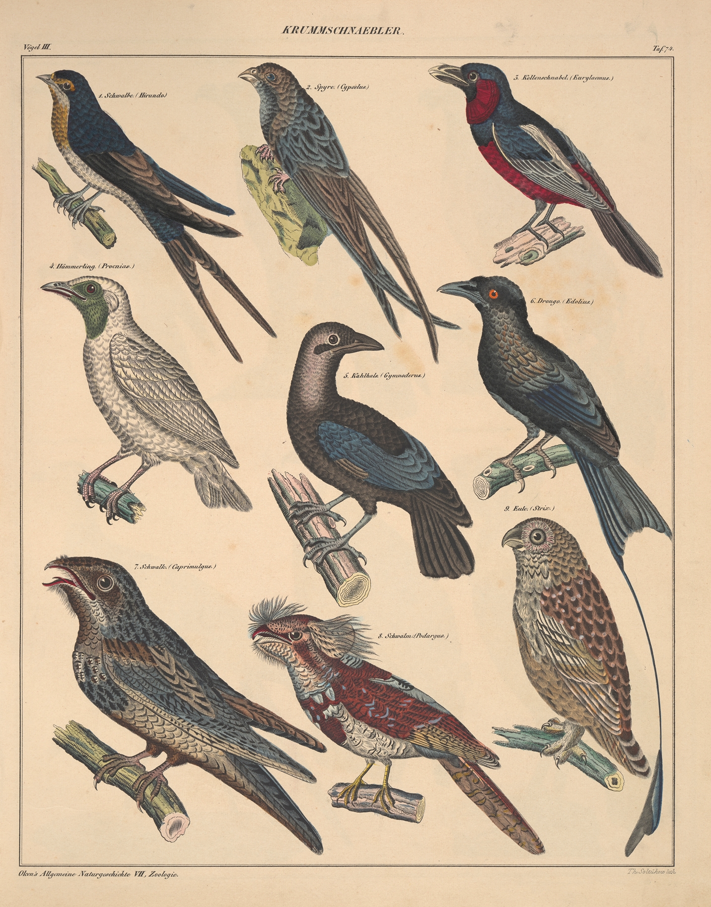 Abbildungen zu Oken’s Allgemeiner Naturgeschichte für alle Stände Pl.120 by Lorenz Oken