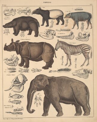 Abbildungen zu Oken’s Allgemeiner Naturgeschichte für alle Stände Pl.137 by Lorenz Oken