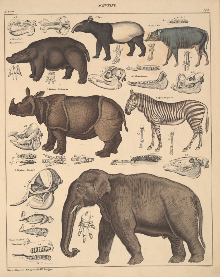 Abbildungen zu Oken’s Allgemeiner Naturgeschichte für alle Stände Pl.137 by Lorenz Oken