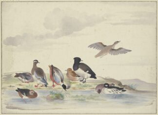 Acht Enten verschiedener Art am Wasser by Pieter Holsteijn
