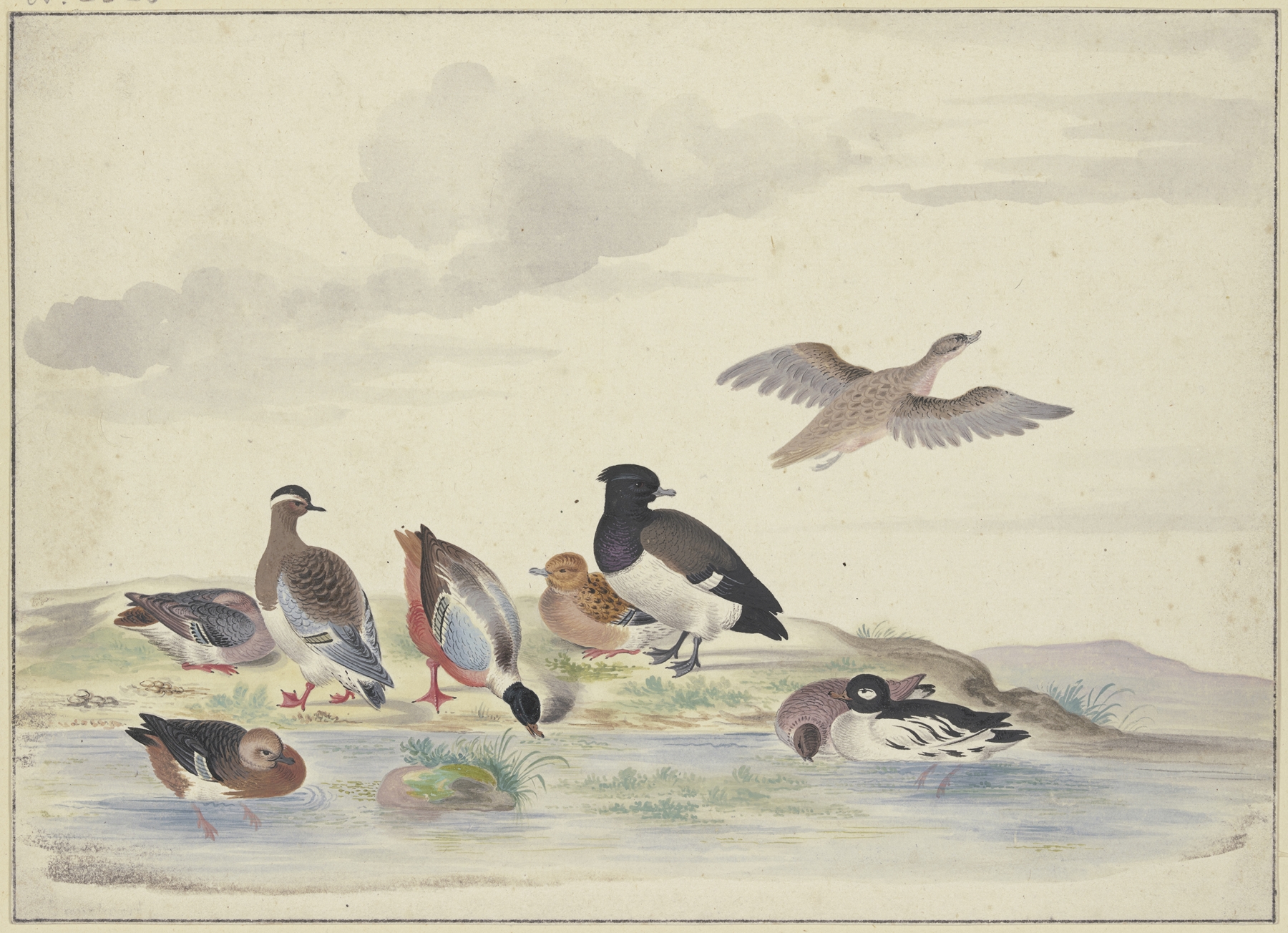 Acht Enten verschiedener Art am Wasser by Pieter Holsteijn