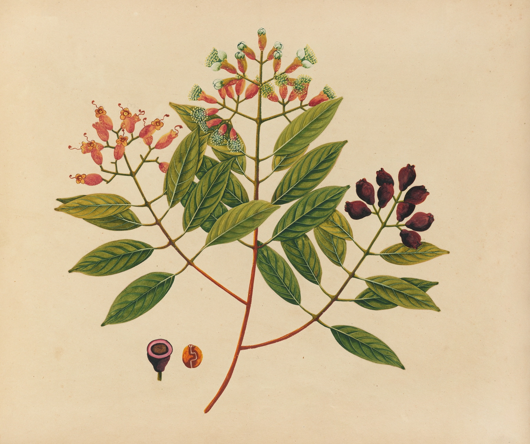 Album of watercolors of Asian fruits and flowers Pl.08 by Anonymous