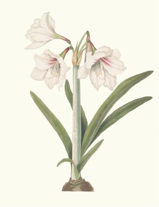 Amaryllis Picta. by Priscilla Susan Bury