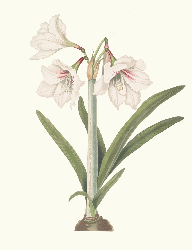 Amaryllis Picta. by Priscilla Susan Bury