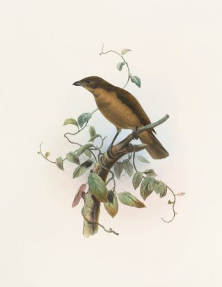 Amblyornis Inornatus by Daniel Giraud Elliot