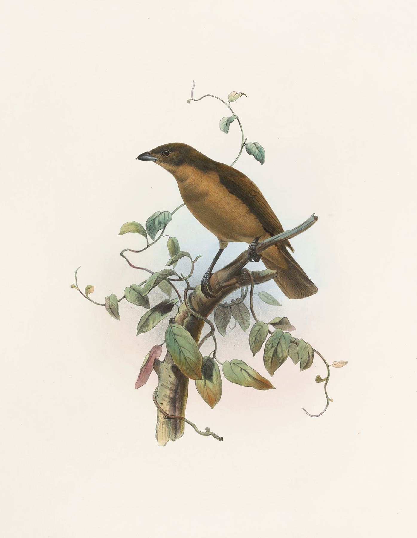 Amblyornis Inornatus by Daniel Giraud Elliot