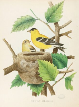 American Goldfinch by Edwin L. Sheppard