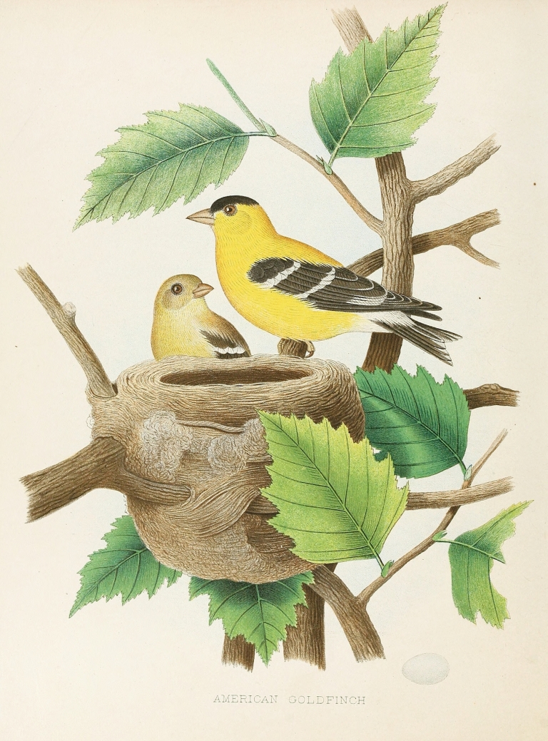 American Goldfinch by Edwin L. Sheppard