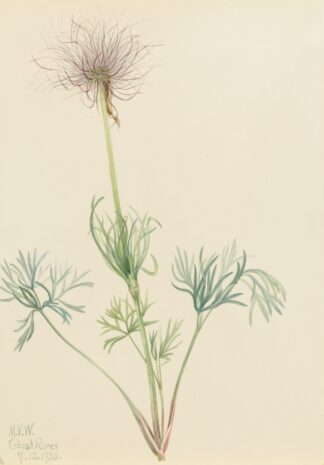 American Pasqueflower by Mary Vaux Walcott