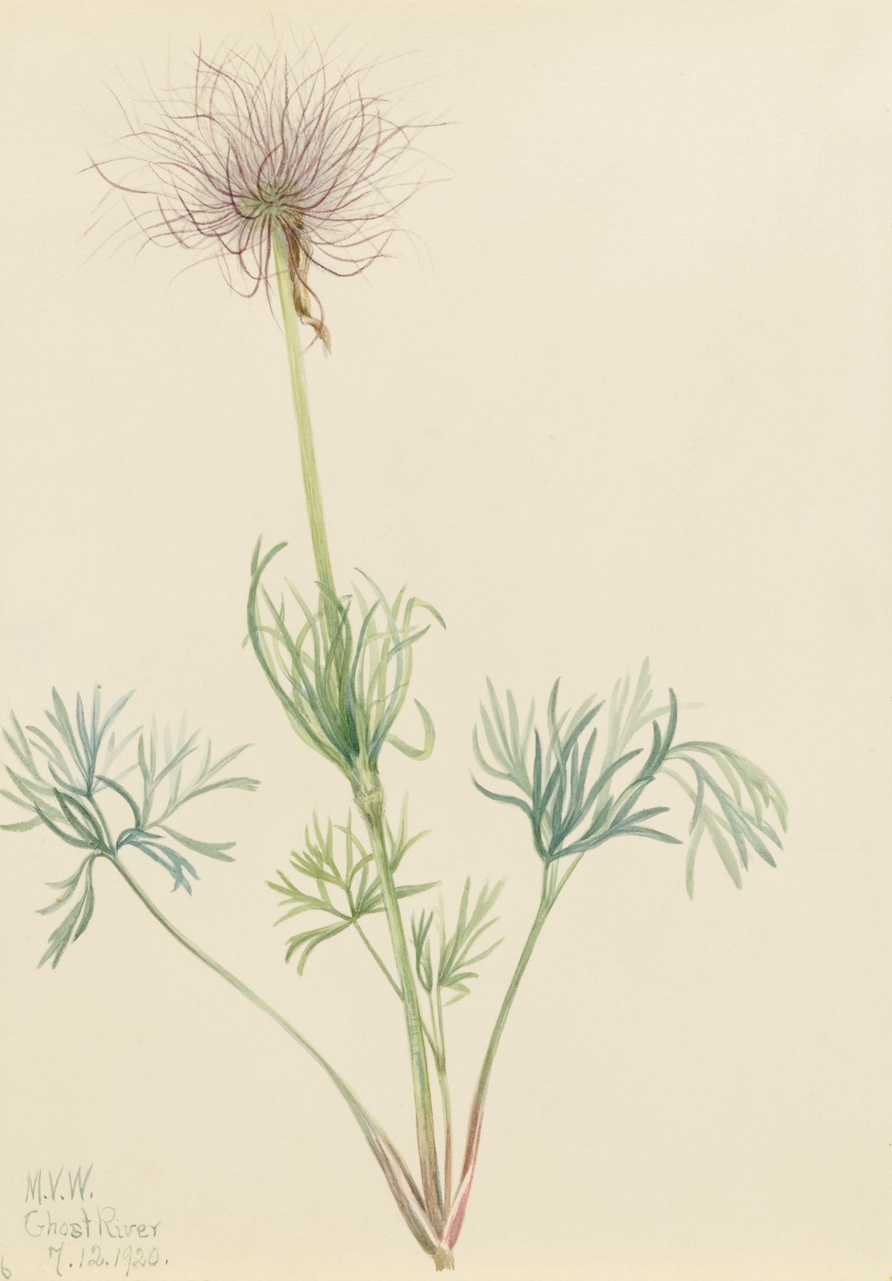 American Pasqueflower by Mary Vaux Walcott
