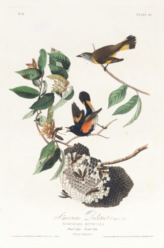 American redstart by John James Audubon