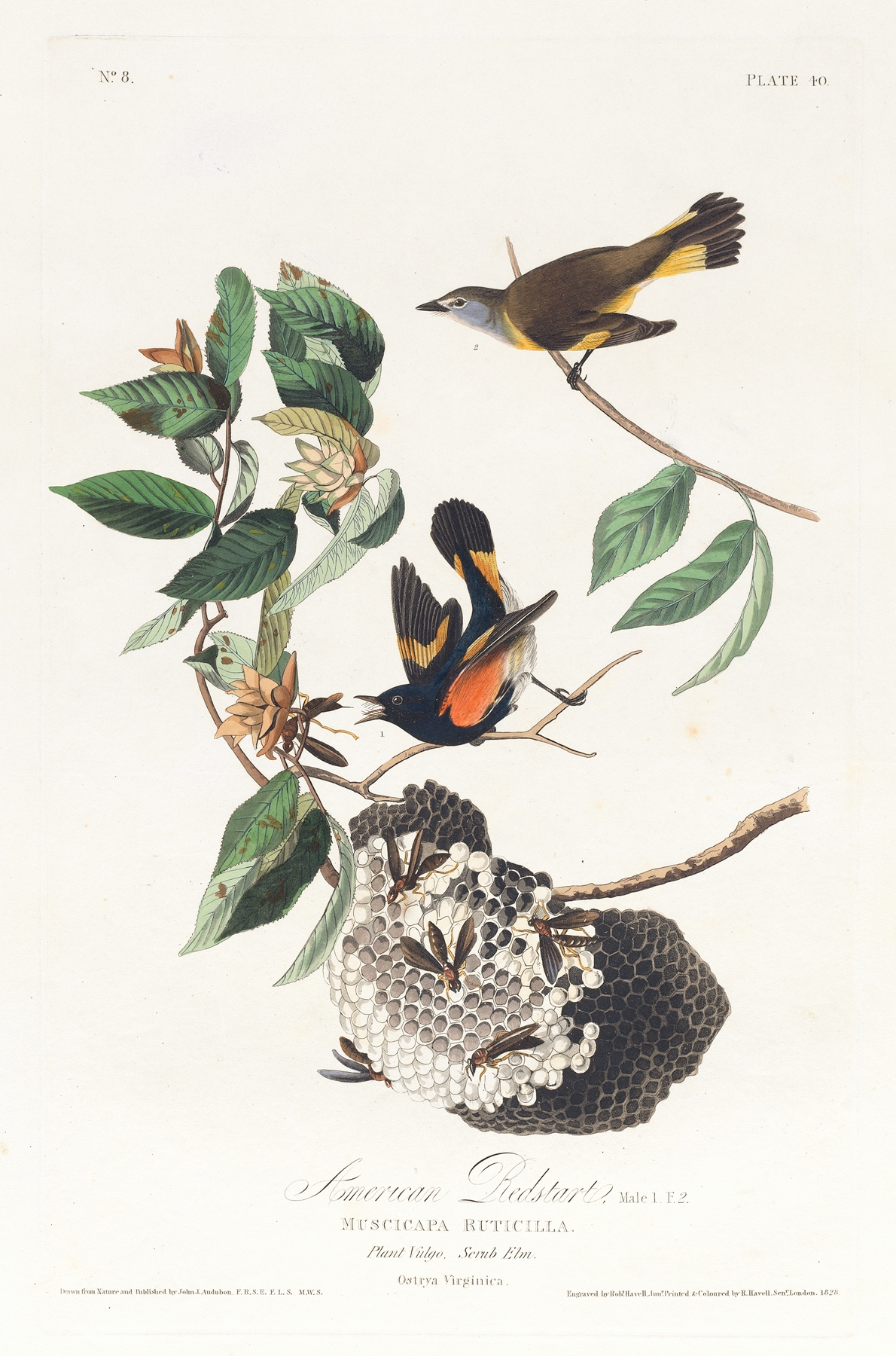 American redstart by John James Audubon