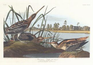 American snipe by John James Audubon