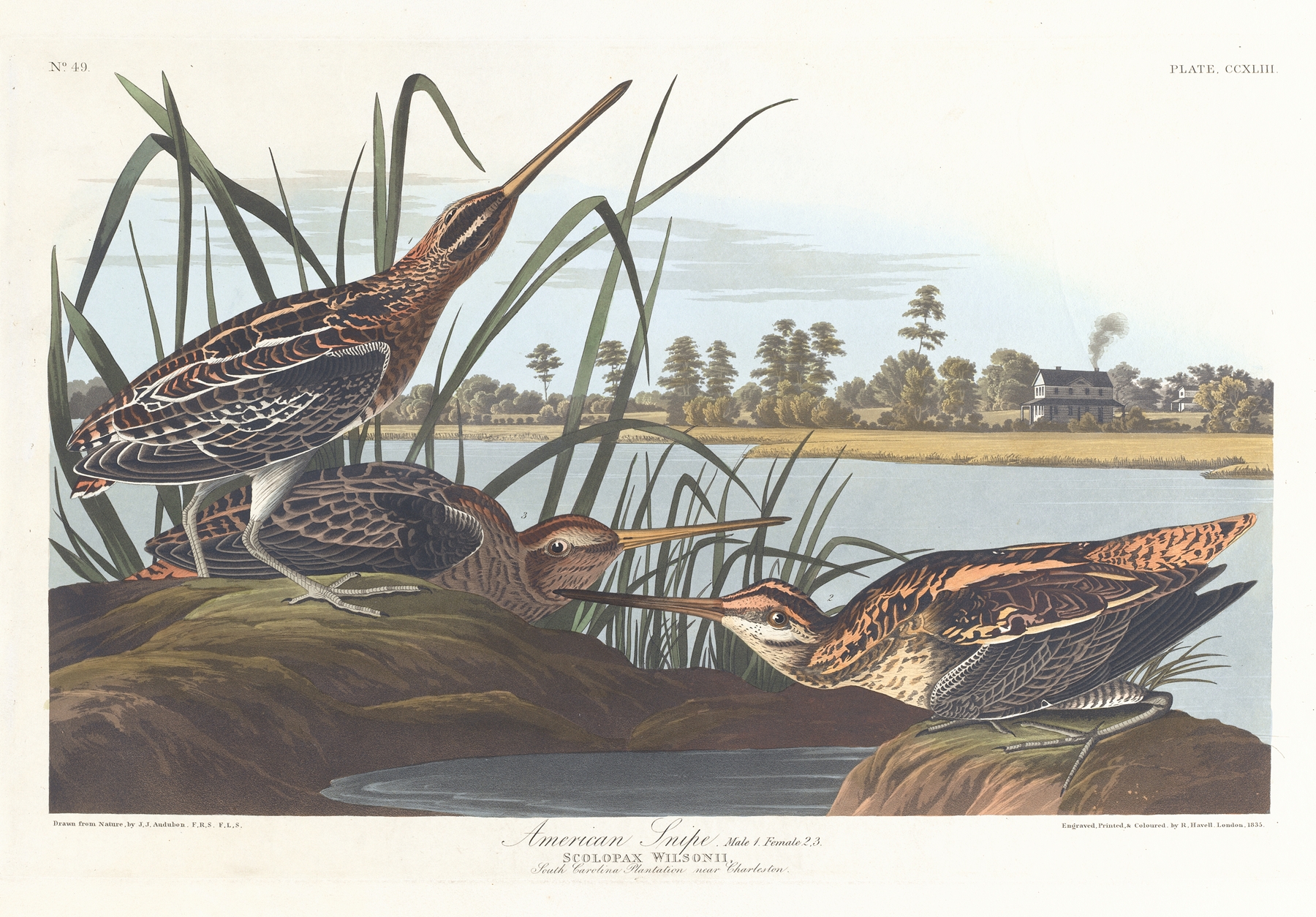 American snipe by John James Audubon