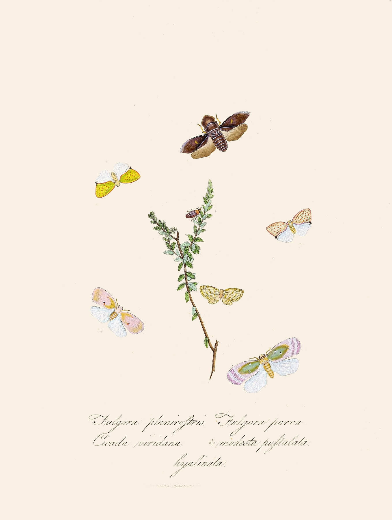 An epitome of the natural history of the insects of New Holland, New Zealand Pl.08 by Edward Donovan