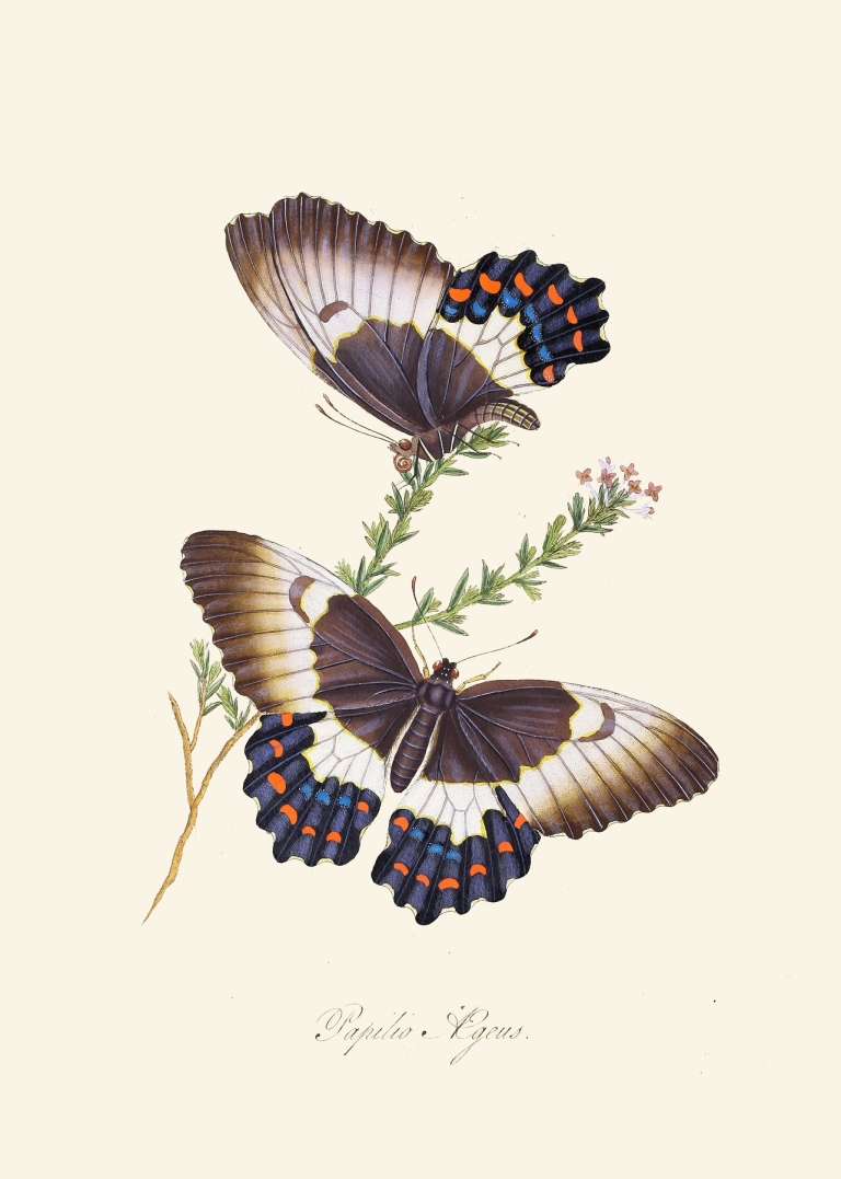 An epitome of the natural history of the insects of New Holland, New Zealand Pl.13 by Edward Donovan