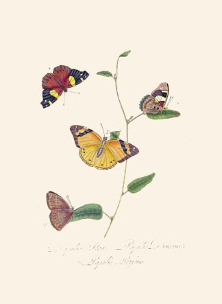 An epitome of the natural history of the insects of New Holland, New Zealand Pl.25 by Edward Donovan