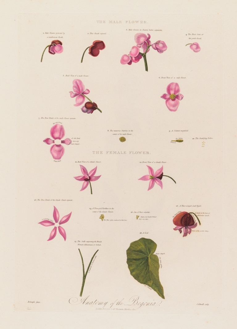 Anatomy of the Begonia by Robert John Thornton