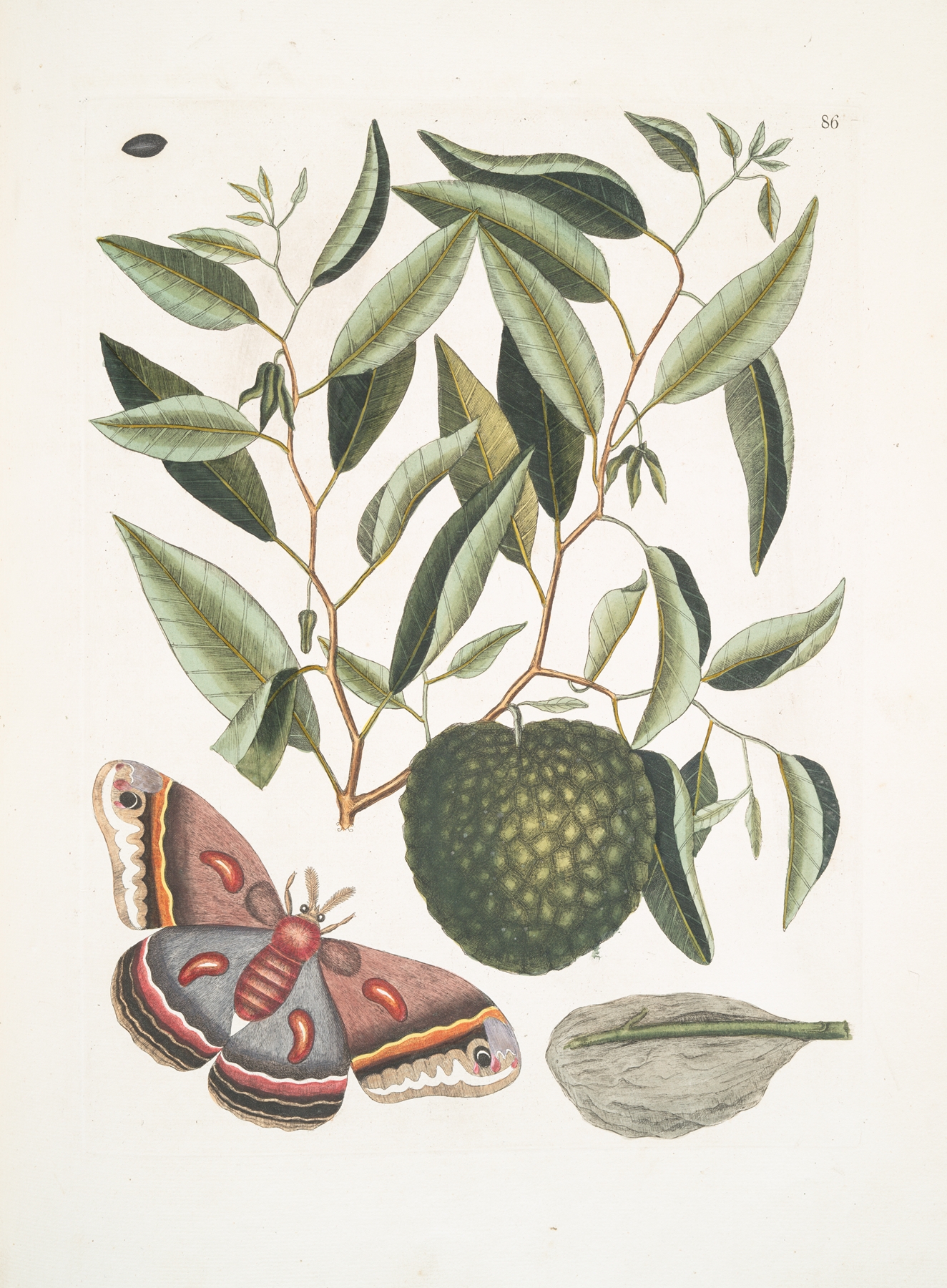 Anona maxima &c.; Phalæna magna, The largest Carolina Moth; The Caterpillar of this Moth. by Mark Catesby