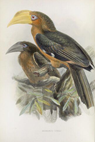 Anorrhinus tickelli by Daniel Giraud Elliot