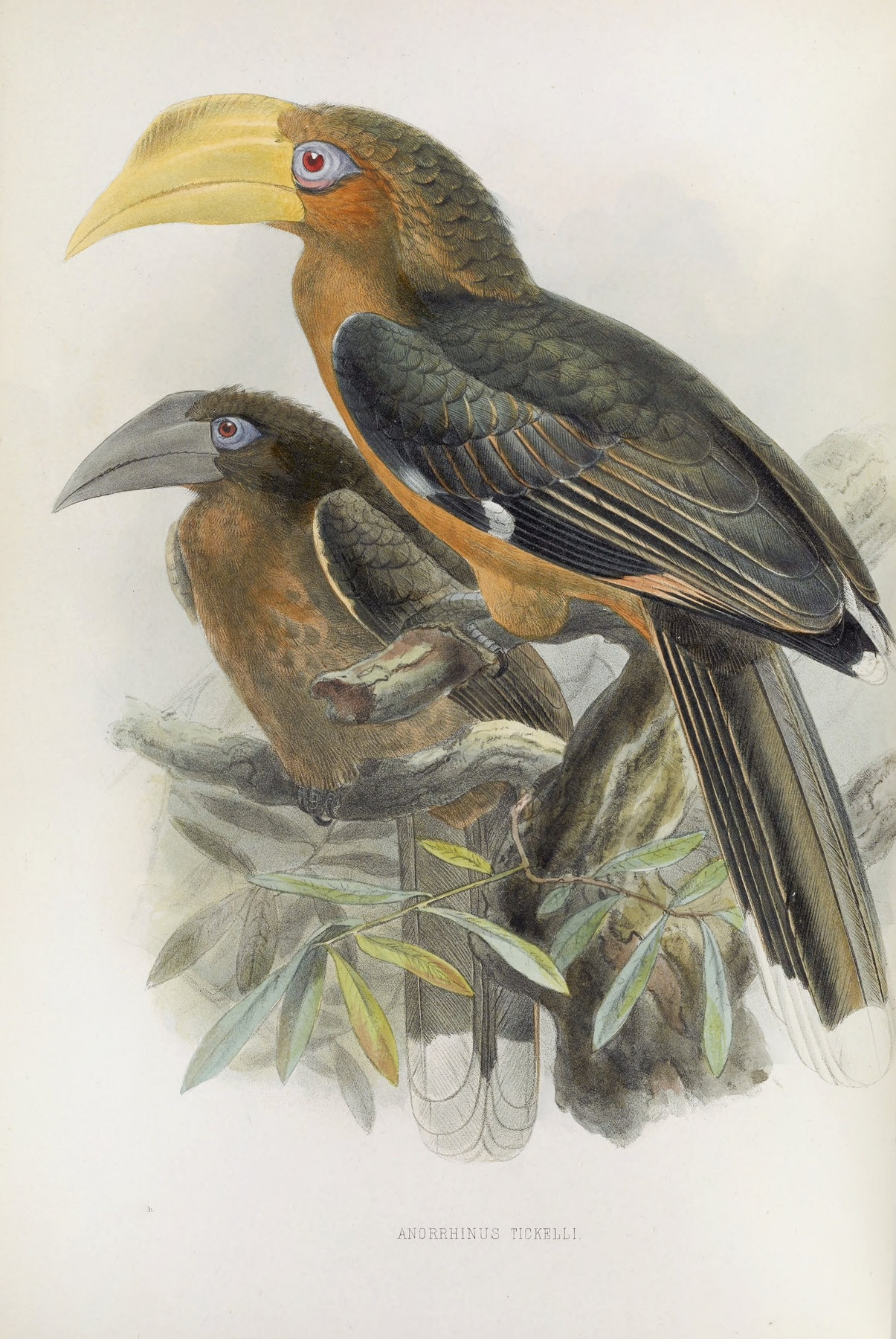 Anorrhinus tickelli by Daniel Giraud Elliot