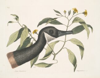 Anser Canadensis, The Canada Goose; Chrysanthemum &c. by Mark Catesby