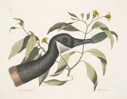 Anser Canadensis, The Canada Goose; Chrysanthemum &c. by Mark Catesby