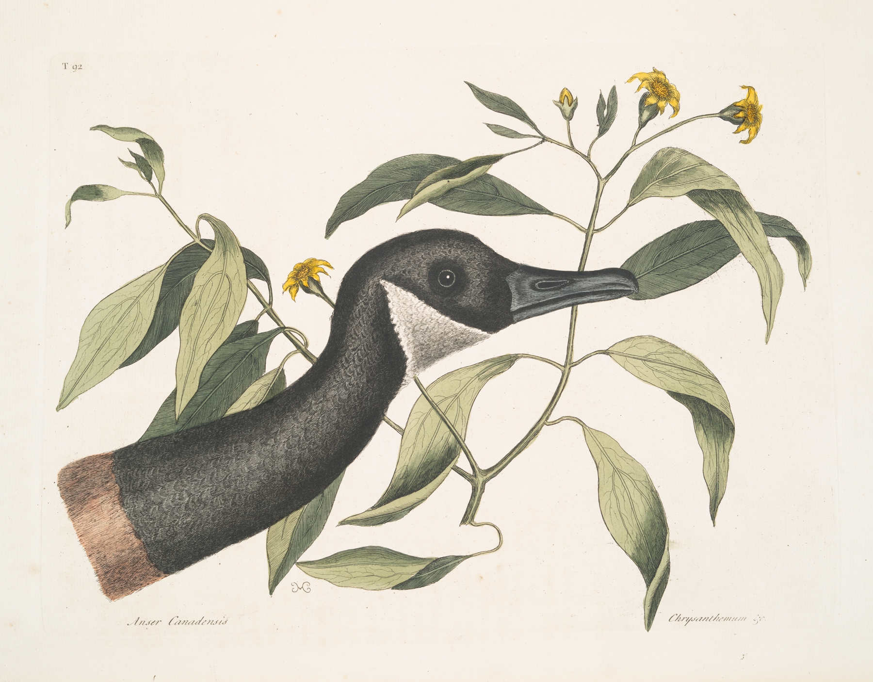 Anser Canadensis, The Canada Goose; Chrysanthemum &c. by Mark Catesby