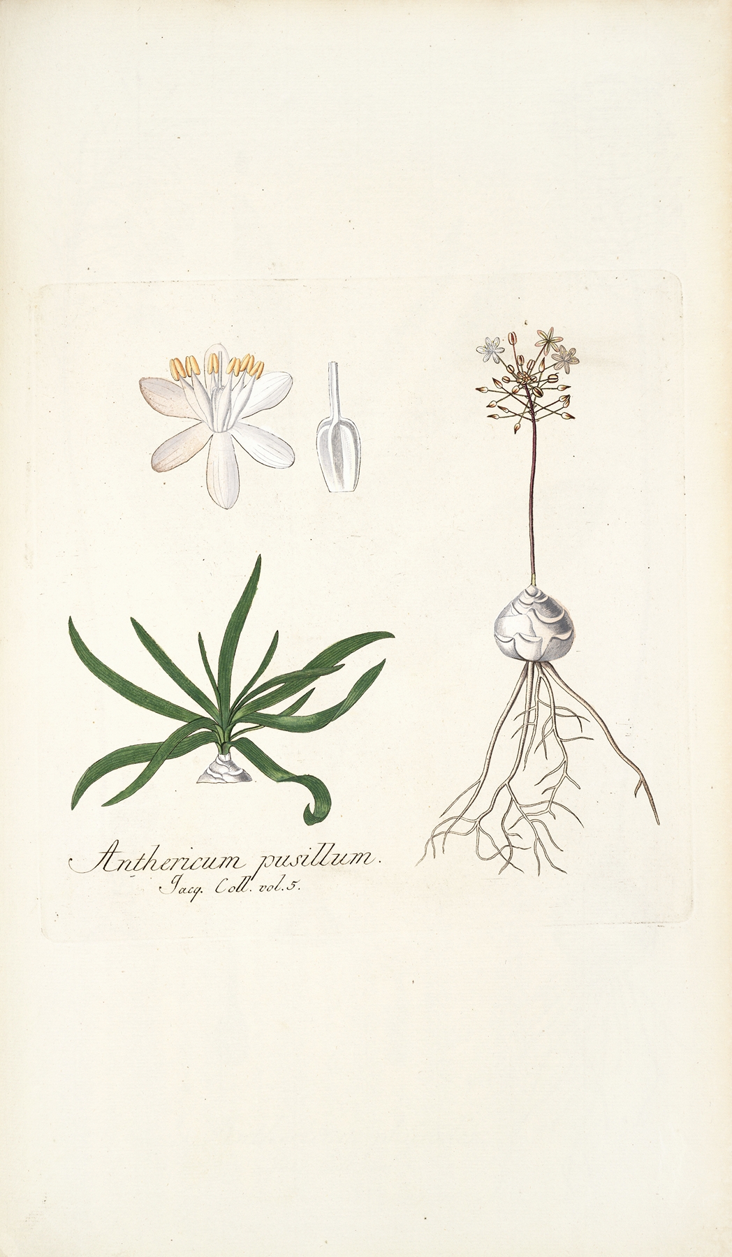 Anthericum pusillum by Nikolaus Joseph Freiherr von Jacquin