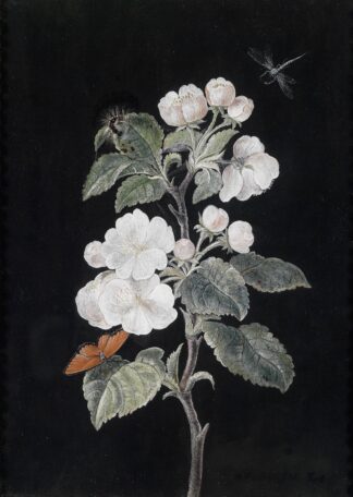Apfelblüten by Margaretha Barbara Dietzsch
