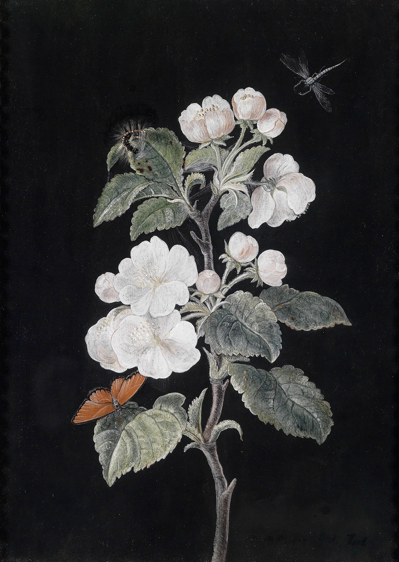 Apfelblüten by Margaretha Barbara Dietzsch