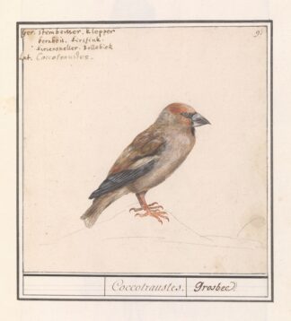 Appelvink by Anselmus Boëtius de Boodt