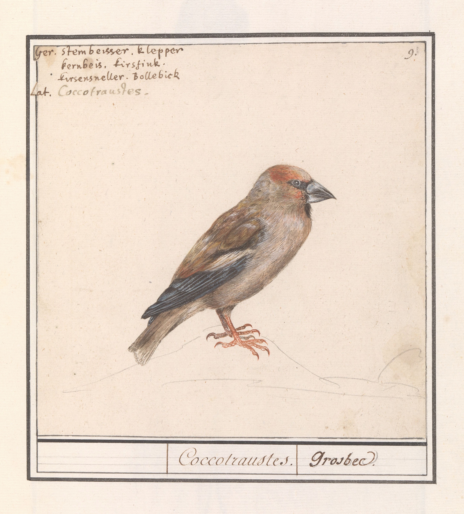 Appelvink by Anselmus Boëtius de Boodt