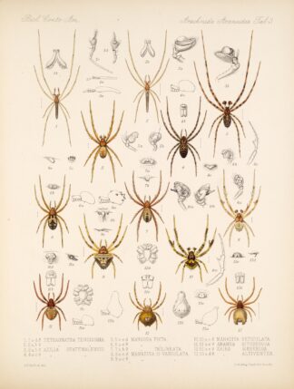 Arachnida Araneidea Pl 03 by Frederick DuCane Godman