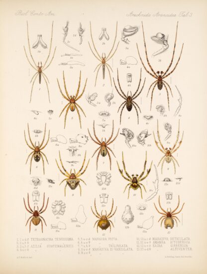 Arachnida Araneidea Pl 03 by Frederick DuCane Godman