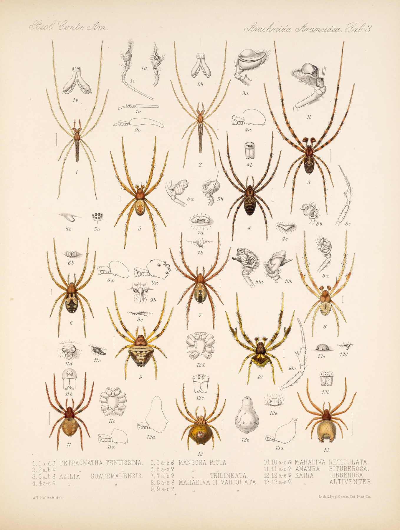 Arachnida Araneidea Pl 03 by Frederick DuCane Godman