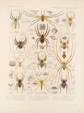 Arachnida Araneidea Pl 31 by Frederick DuCane Godman