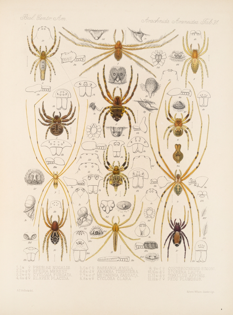 Arachnida Araneidea Pl 31 by Frederick DuCane Godman