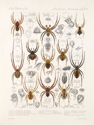 Arachnida Araneidea Pl 37 by Frederick DuCane Godman