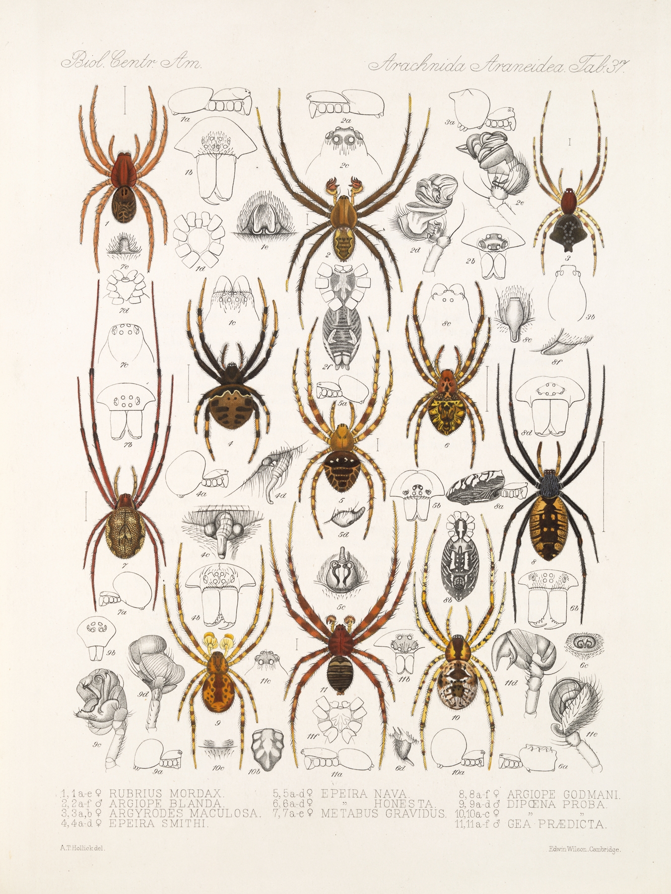 Arachnida Araneidea Pl 37 by Frederick DuCane Godman