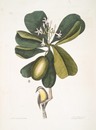 Arbor Jasmini floribus, The Seven Years Apple; Parus Bahamensis, The Bahama Titmous. by Mark Catesby
