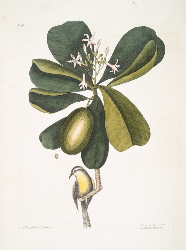Arbor Jasmini floribus, The Seven Years Apple; Parus Bahamensis, The Bahama Titmous. by Mark Catesby