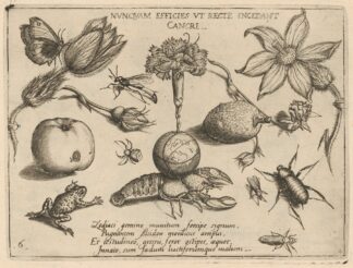 Archetypa studiaque patris Georgii Hoefnagelii Pl.47 by Joris Hoefnagel