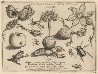 Archetypa studiaque patris Georgii Hoefnagelii Pl.47 by Joris Hoefnagel