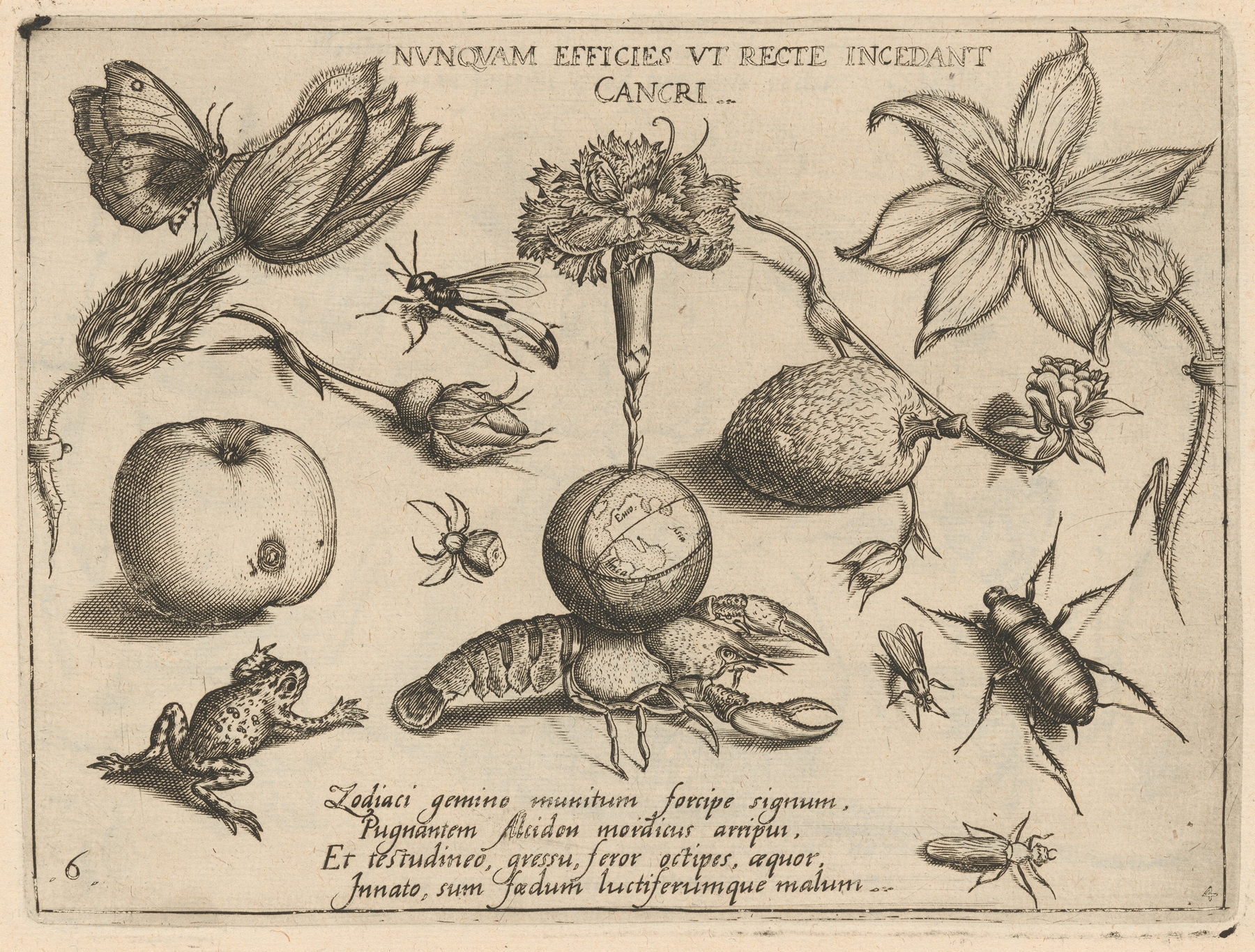 Archetypa studiaque patris Georgii Hoefnagelii Pl.47 by Joris Hoefnagel